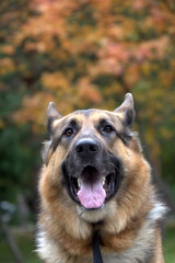 Fototapeta premium portrait of a dog