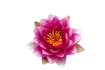 Obraz premium Pink Water lily isolated on white background