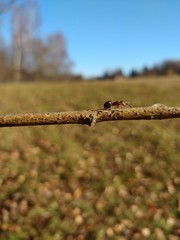 Ant on stick
