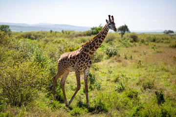 giraffe in africa