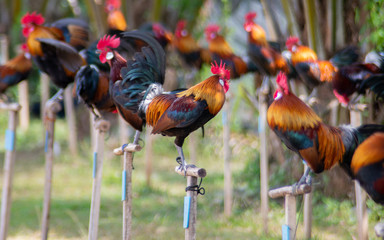 rooster and cock on a background