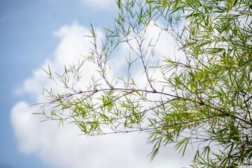 Bamboo leaves and the sky
