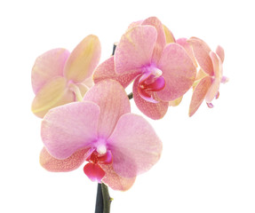 Bouquet of orchids.