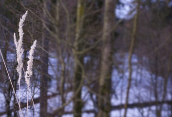 Wald