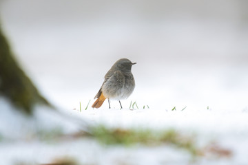 black redstart in the snow
