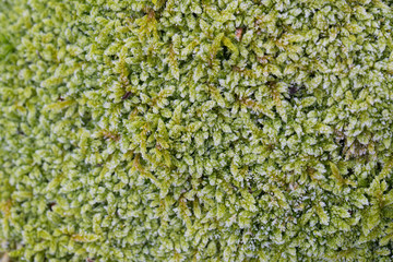 moss under hoar frost macro