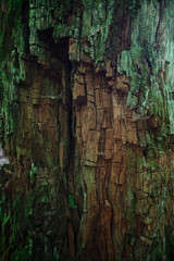 Morsche Baumrinde im Nationalpark Bayerischer Wald