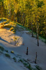 Poland, Łeba - Słowinski Landscape Park, wandering sand dunes, flood the forest