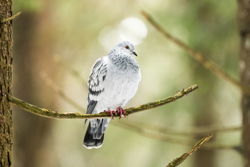 pigeon on a branch