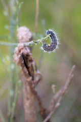 Caterpillar in its natural environment.