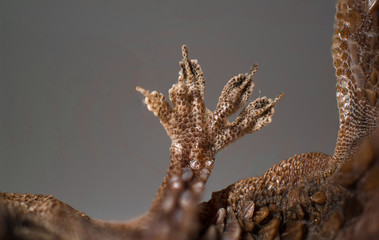 Fototapeta premium Dried Lizard