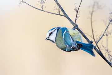 blue tit hanging on a branch