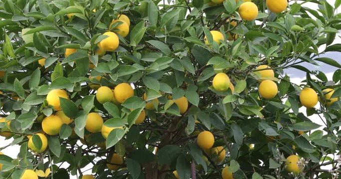 citrus, lemons, tangerines, oranges  https://cevirsozluk.com/