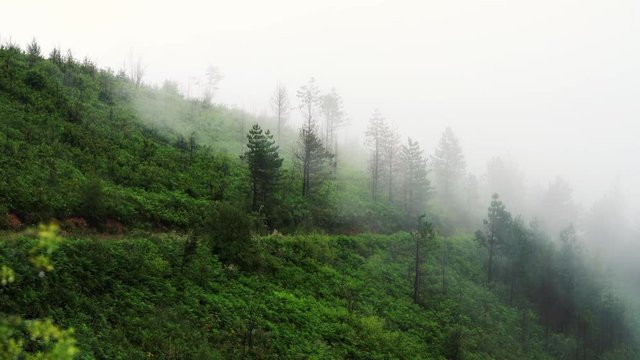 Fog in mountain - (4K)