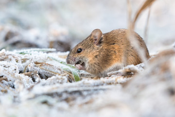 striped field mouse feeding