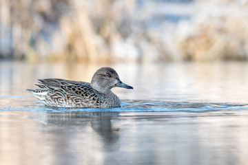 eurasian teal swimming in a winter morning