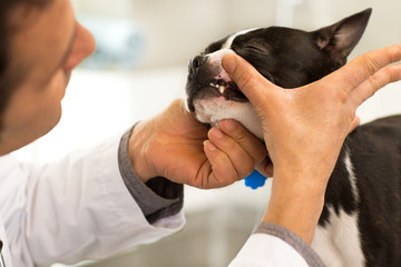 Close up cropped shot of a Boston Terrier canine having his teeth examined by a professional...