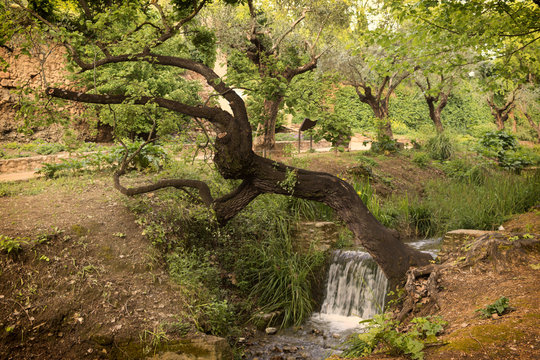 Landscape of trees and river
