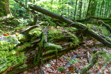 Morscher Baum im Nationalpark Bayerischer Wald