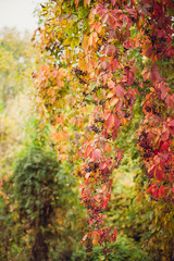 Autumn landscape beautiful colored trees over the river, glowing in sunlight. wonderful picturesque background. color in nature.