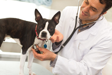 Cropped horizontal shot of a cute Boston Terrier puppy looking to the camera while mature male professional veterinarian examining him. Veterinary, medicine, health, doctor