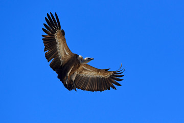 fliegender Gänsegeier (Gyps fulvus) - Griffon vulture