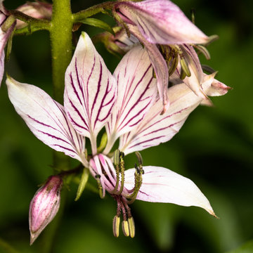 Wei&szlig;er Diptam (Dictamnus albus),