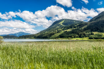 Blick vom Schilf beim Teufelssee über den großen Alpsee zum Immenstädter Horn