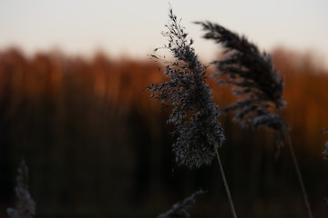 Reeds at sunset