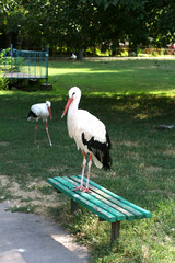 Stork is standing on a green bench. bird.