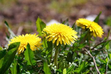 dandelion in the grass
