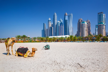 Camels on Jumeirah beach and skyscrapers in the backround in Dubai,Dubai,United Arab Emirates