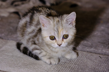 Obraz na płótnie Canvas Scottish straight kitten looks forward at home. Striped kitten