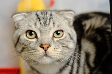 Scottish fold cat looks right at home. striped cat
