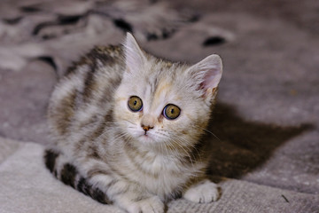 Scottish  straight kitten looks up at home. Striped kitten