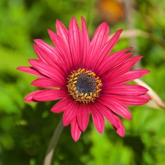 Fototapeta premium Pink gazania flower blooming in Chile