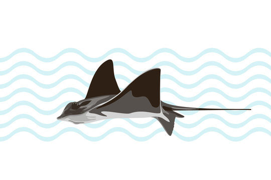Swimming common stingray on abstract background. Vector illustration