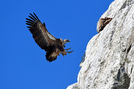 landender G&auml;nsegeier (Gyps fulvus) - Griffon vulture