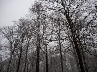 trees with a coating of snow in winter