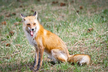 Fototapeta premium red fox vulpes vulpes