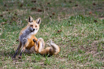 red fox in the forest
