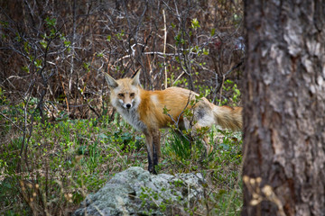 red fox