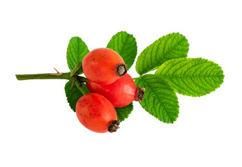 Rose hips or rosehip isolated on white