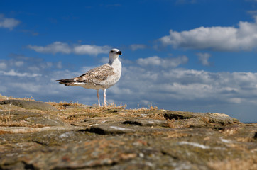 Juvenile Great black-backed gull Larus marinus on rock wall at Crail Harbour Scotland UK with blue sky and clouds
