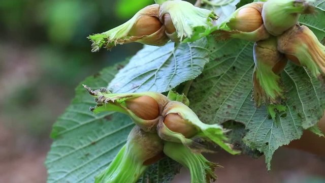Green natural hazelnut 