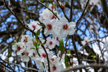 flowering almond branch on tree closeup in botanical garden in israel