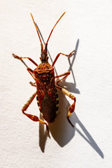 Insect