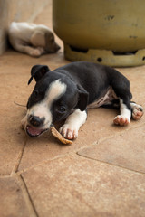 puppy gnawing bone