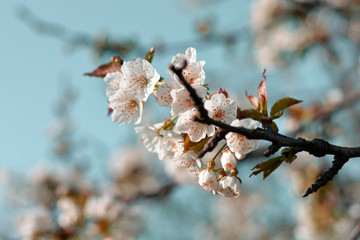 the beautiful spring