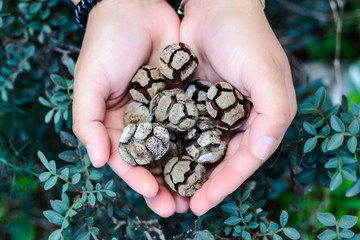 pinecones in the hands closeup in botanical garden in israel